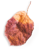 http://www.helmerslund.se/wp-content/uploads/2020/11/small_leaf_01.png