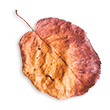 http://www.helmerslund.se/wp-content/uploads/2020/11/small_leaf_02.png