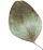 http://www.helmerslund.se/wp-content/uploads/2020/12/separate_leaf.png